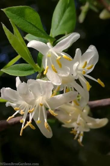 Honeysuckle /Winter Honeysuckle Lonicera fragrantissima 