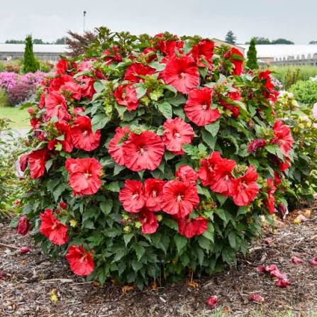 Hibiscus hybrid Summerific® &