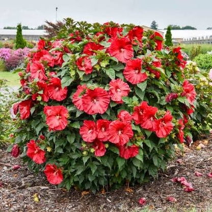Hibiscus hybrid Summerific® &