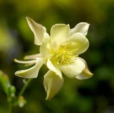 Columbine &