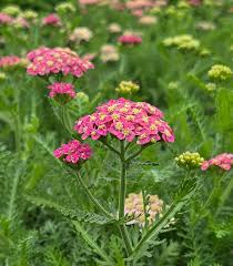 Yarrow Achillea Skysail Bright Pink 1 gal