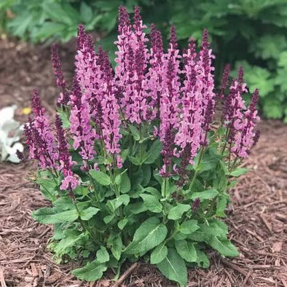 Salvia Marvel Rose  1 gal