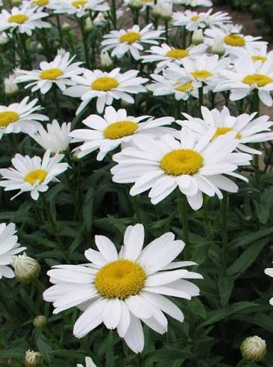 Leucanthemum Snow Cap 1 gal
