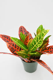 4" Croton