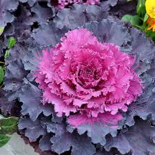 Ornamental Kale Osaka Red 6"