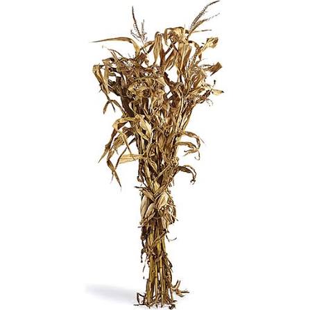 Corn Stalk Bundle