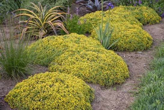 Sedum ‘Yellow Brick Road’ 1 gal