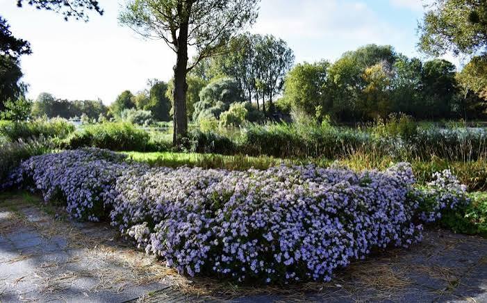 Smooth Aster, Aster laevis 1 gal