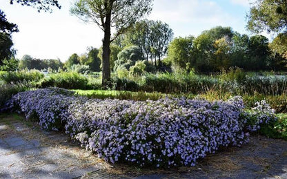 Smooth Aster, Aster laevis 1 gal