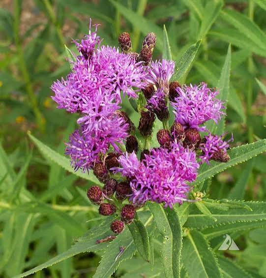 Ironweed vernonia fasciculata qt