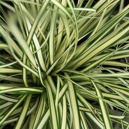 Grass, Carex Evergold Variegated Sedge 1qt