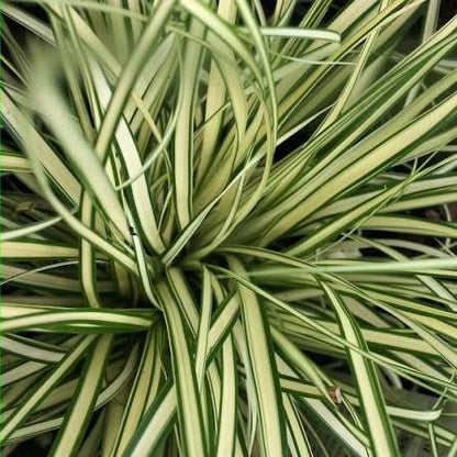 Grass, Carex Evergold Variegated Sedge 1qt