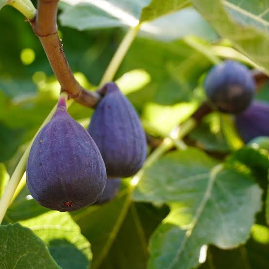 Ficus carica Violette de Bordeaux 1 gal