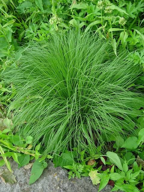 Grass Sporobolus Prairie Dropseed 1 gal
