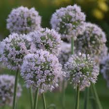 Allium ‘Bobblehead’ 1 gal