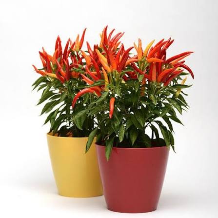 Ornamental Pepper Chilly Chili 8"