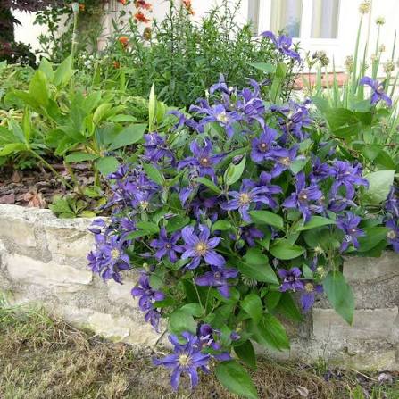Clematis Sapphire Indigo 1 gal