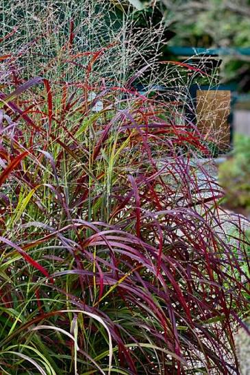 Grass Panicum &