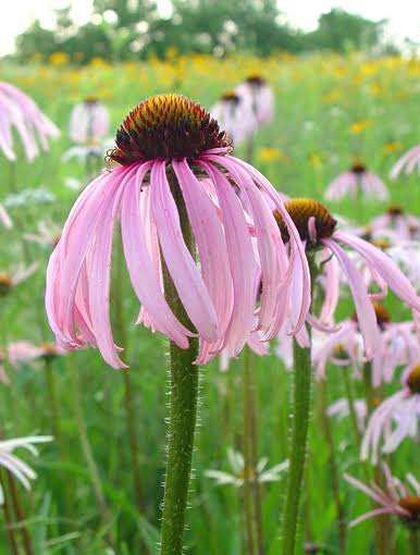 Echinacea pallida Pale Purple Coneflower 1 gal