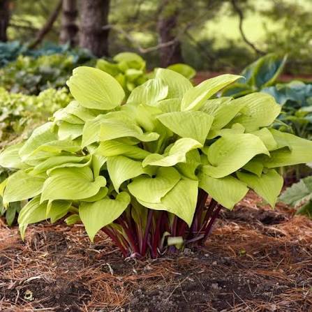Hosta Designer Genes 1 gal