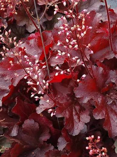 Heuchera ‘Forever Red’ 1 GAL