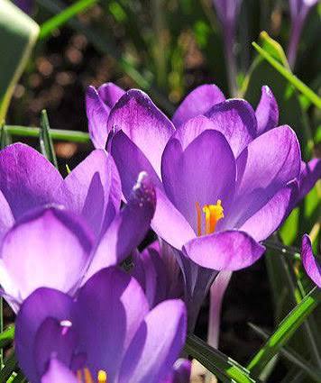 Crocus Ruby Giant Bulbs