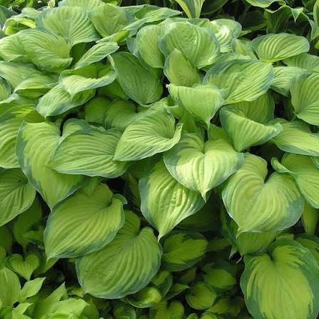 Hosta Guacamole qt