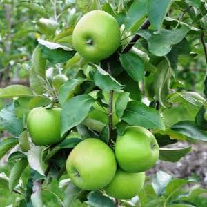 Granny Smith Apple Tree 