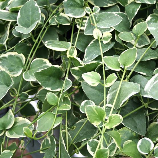 Vinca Vine Filler 6 pack