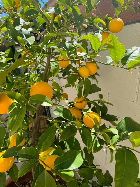 Citrus Red Navel Orange 1G