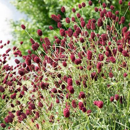 Sanguisorba Little Angel 1 gal