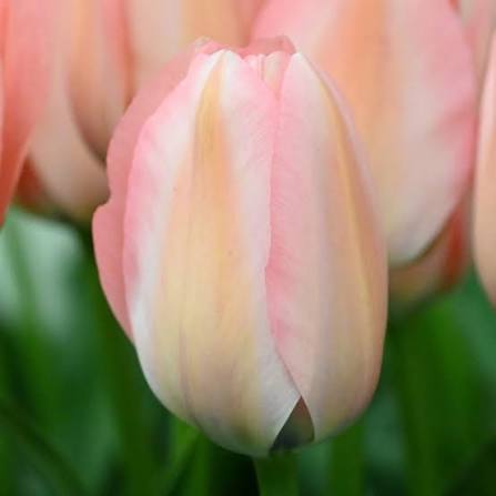 Tulip Bella Blush Bulbs