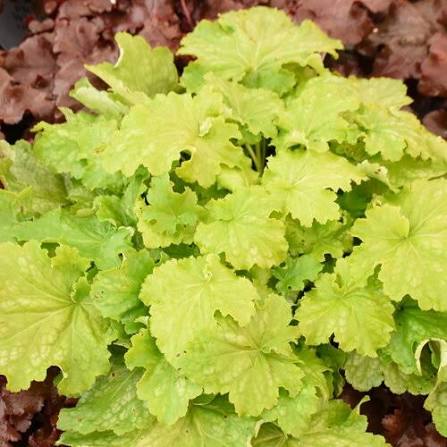 Heuchera Dressed Up Ball Gown 1gal