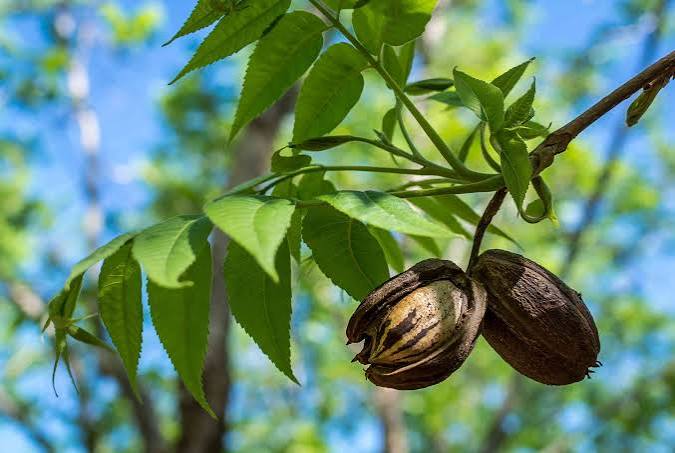 Native Pecan 