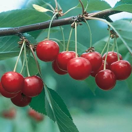 Sour Cherry &