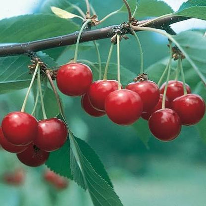 Sour Cherry &