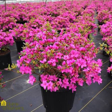 Azalea &