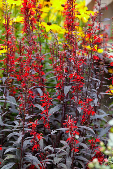 Cardinal Flower Lobelia cardinalis &