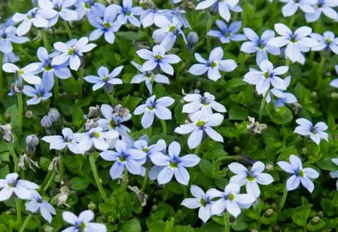 Blue Star Creeper 1 QT