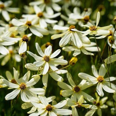 Coreopsis Moon Beam qt