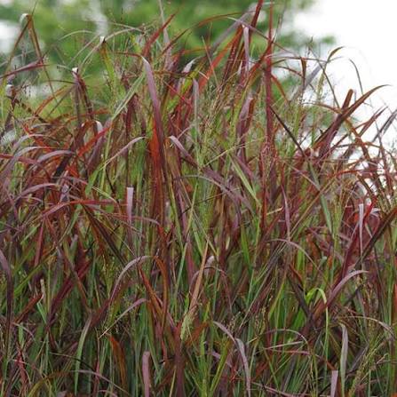 Grass Panicum &