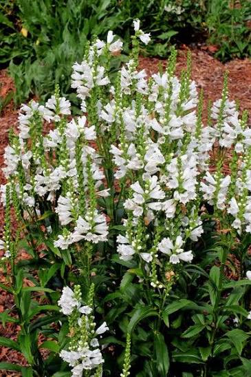 Physostegia Miss Manners Obedient Plant 1 gal