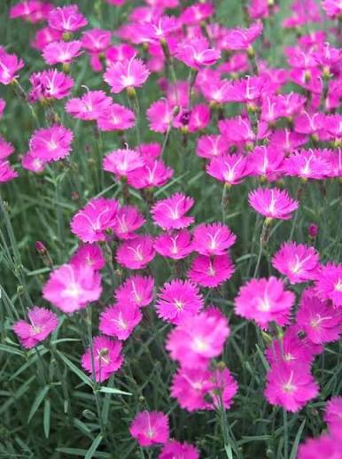 Dianthus, &