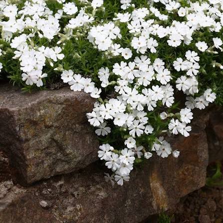 Phlox Creeping  Snowflake qt