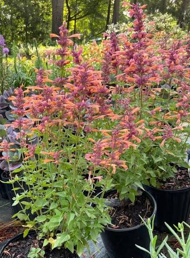 Agastache Mango Tango 1 gal