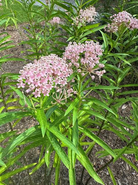 Asclepias incarnata Swamp Milkweed qt