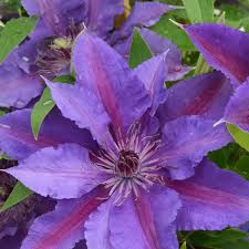 Clematis &