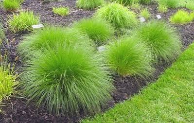 Grass Sporobolus Prairie Dropseed 1 gal