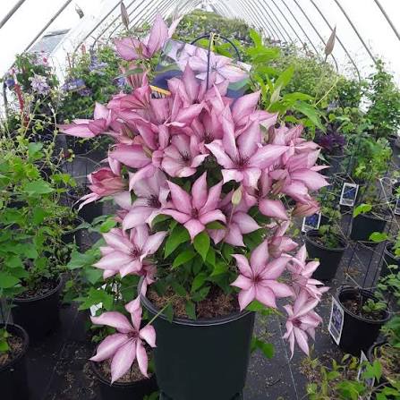 Clematis &