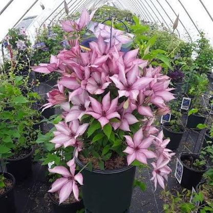 Clematis &
